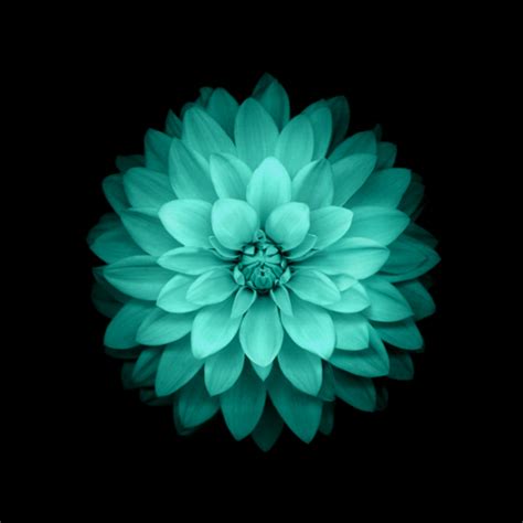 Galaxy Flowers Live Wallpaper - Apps on Google Play