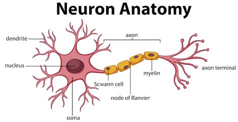 Premium Vector | Diagram of Neuron Anatomy