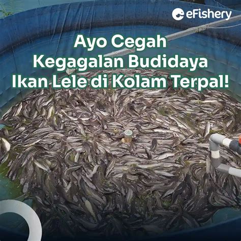 Ayo Cegah Kegagalan Budidaya Ikan Lele di Kolam Terpal!