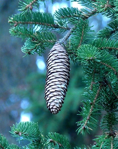 200,000+ Free Pine Tree & Nature Photos - Pixabay