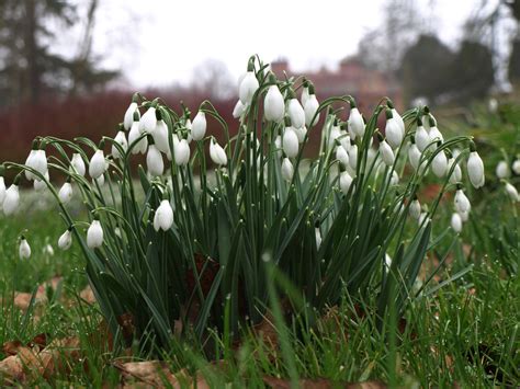 Doddington Place Gardens - » The National Garden Scheme Snowdrop ...