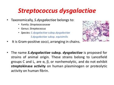 Streptococcus Dysgalactiae Subspp. Equisilimis & Streptococcus Zooepidemicus: Clinical Syndromes ...