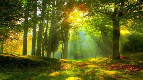 Sun rays in forest wallpaper - backiee