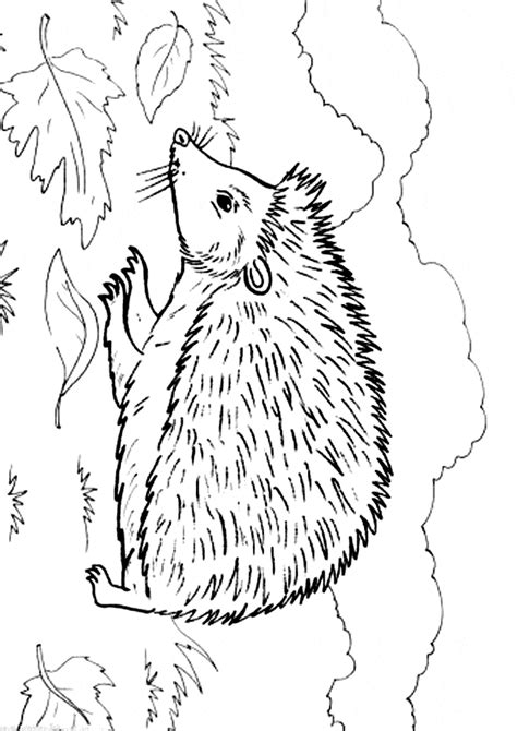 Hedgehog coloring page - Animals Town - Animal color sheets Hedgehog picture