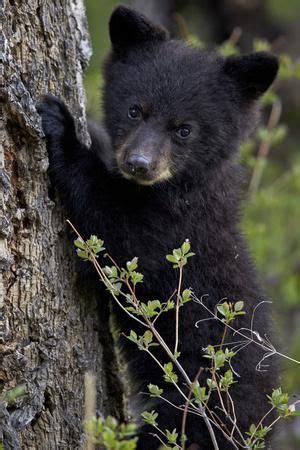 'Black Bear (Ursus Americanus) Cub of the Year or Spring Cub, Yellowstone National Park, Wyoming ...