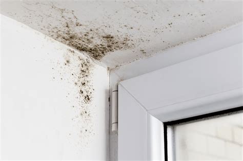 5 Types of Mold in Homes - Pure Home Improvement