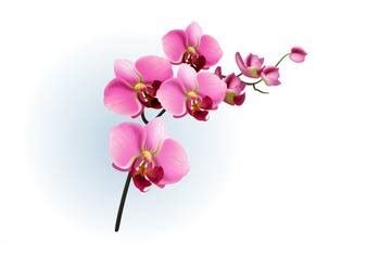 Orchids House Miami | Miami FL