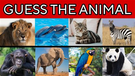 Guess 100 Animals in 3 seconds | Animal Quiz - YouTube