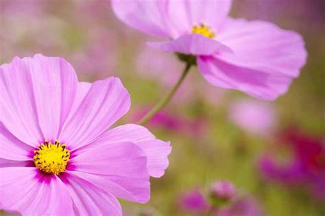 Cosmos Companion Planting Chart - Companion Planting Chart