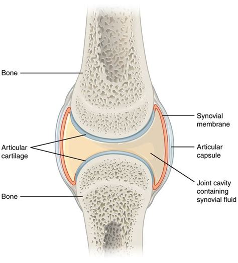 Synovial Fluid Analysis - Physiopedia