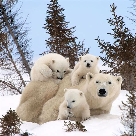 These Animal Families Posing In Pictures Will Make You Love Animals ...