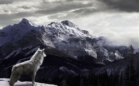 Snow Wolf Wallpapers - Wallpaper Cave