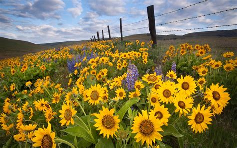 Beautiful Sunflower Field wallpaper | 1920x1200 | #22599