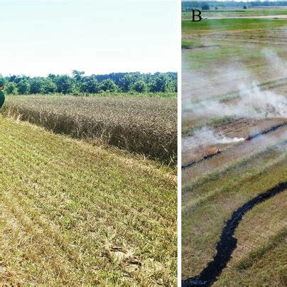 A) narrow-windrow formation, and B) narrow-windrow burning as a harvest ...