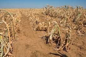 Drought Destroys Crops | Drought, Drought images, Weather and climate