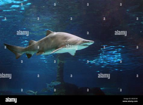 Sand Tiger Shark [L'Aquarium Barcelona, Moll d’Espanya del Port Vell ...