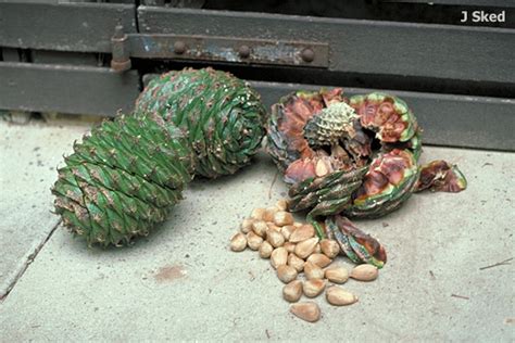 Araucaria bidwillii - Australian Native Plants Society (Australia)