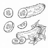 Premium Vector  Hand Drawn cucumber Vegetable coloring Pages sketch template