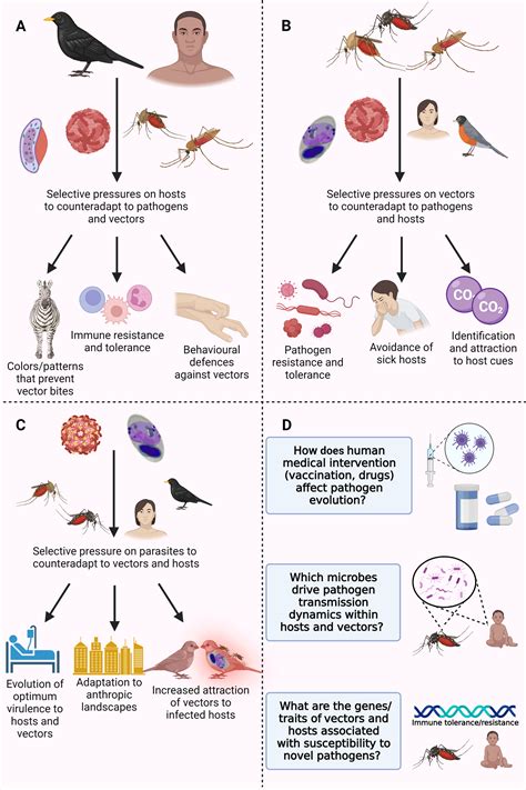 Evolutionary consequences of vector-borne transmission: how using ...