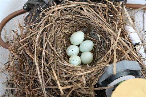 house finch nest - eggs | Flickr - Photo Sharing!