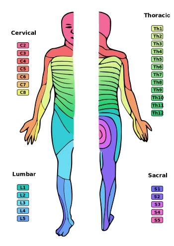 Myotomes and Dermatomes | Pivotal Motion Physiotherapy