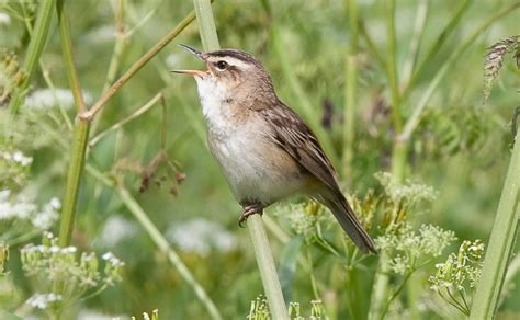 Sedge Warbler Facts: Identification, Diet, Migration Info etc. - Binocular Base