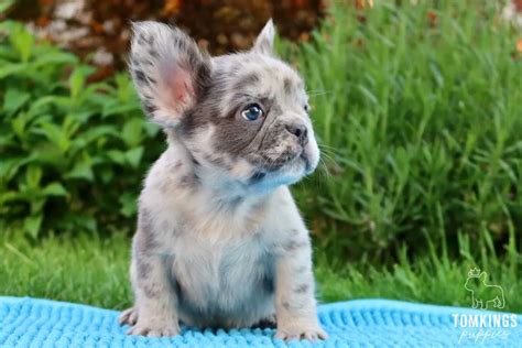 Fluffy Frenchie Price: Fluffy French Bulldog Costs [2024]