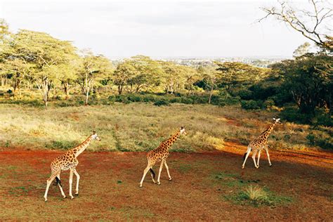 Giraffe Manor sanctuary-hotel in Kenya « Inhabitat – Green Design ...