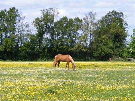 Horse eating grass dream meaning