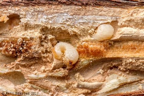 powder post beetle larvae (Bostrichidae) | Xylobiops basilar… | Matt ...