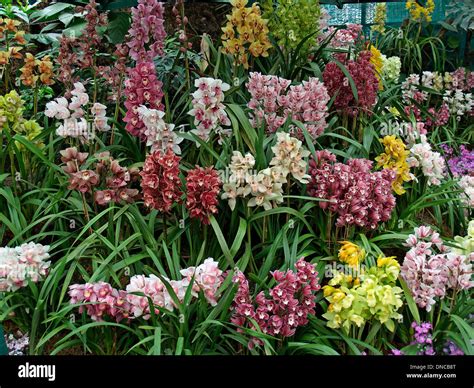 Orchids at the Orchid Festival in Gangtok,Sikkim Stock Photo - Alamy