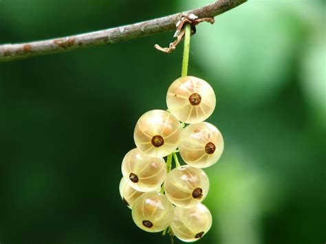 Yellow Round Small Fruit · Free Stock Photo