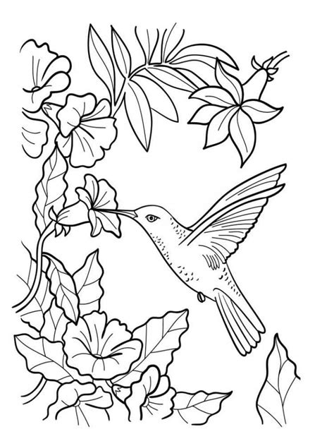 Get these free printable Hummingbird Coloring Pages only at ...