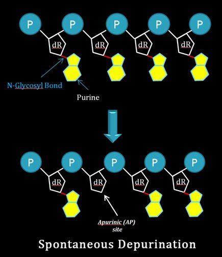 What is DNA Repair? How to Repair DNA Damage? | EasyBiologyClass