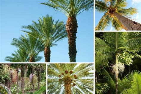 10 Main Types of Palm Trees from Around the World (2023 List) (2023)