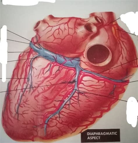 coronary arteries and veins B*** Diagram | Quizlet