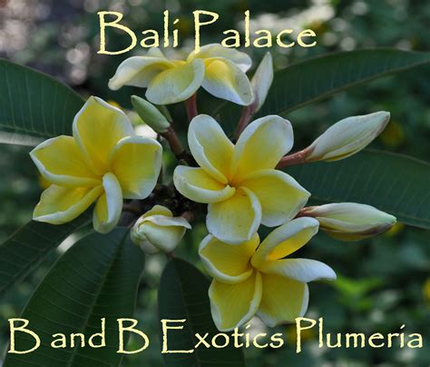 BALI PALACE Plumeria Rubra Seeds. 5 seeds