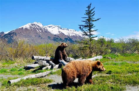 Anchorage Wildlife