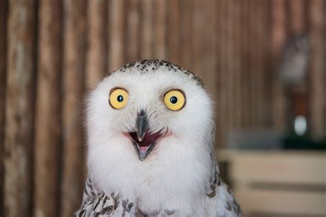 Incredibly Funny Photos of Birds - SmiFresh