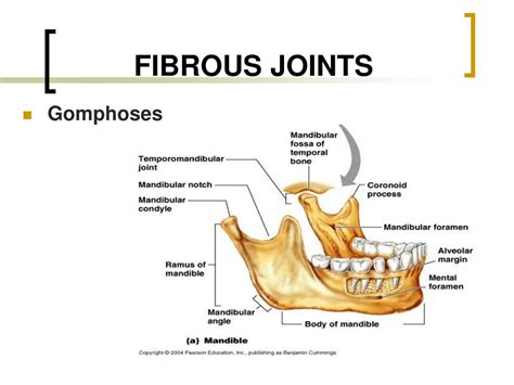 PPT - Joints PowerPoint Presentation, free download - ID:1707430