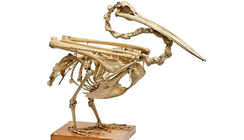 Anatomy for artists, Animal skeletons, Pelican