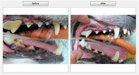 Dental Care - Countryside Animal Clinic