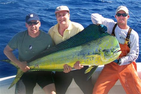 Mahi Mahi - Fishes World - HD Images & Free Photos