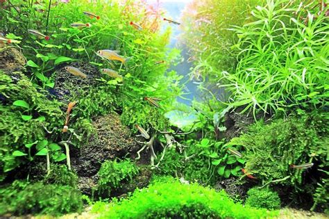 7 aquarium plants for beginners | The Star