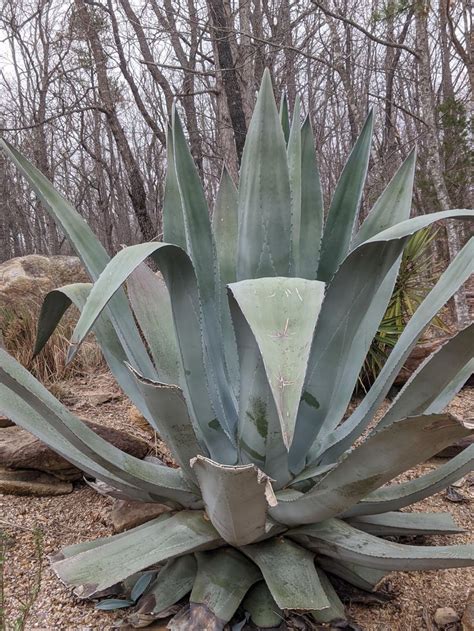 Pin on Gardening