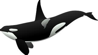 Killer Whale Sea - Free vector graphic on Pixabay