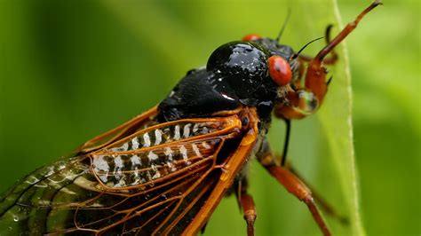 Cicadas 2024 map: Where cicadas will emerge in Illinois and when – NBC Chicago