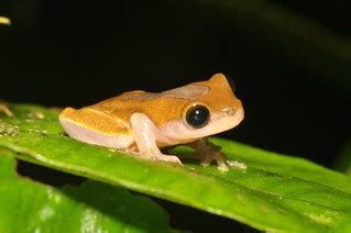 Variable Clown Tree Frog Dendropsophus triangulum | Pavel Kirillov | Flickr