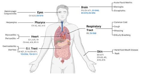 Tropism and associated symptoms of human enterovirus infections. The ...