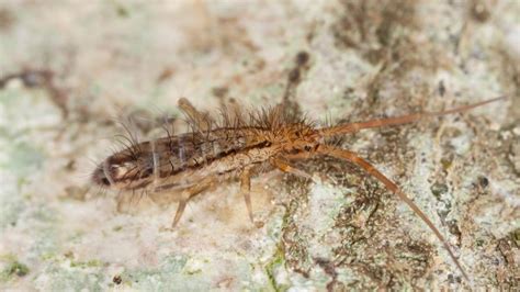 Springtails in the Bathroom | Information and Control Guide - Pest Samurai